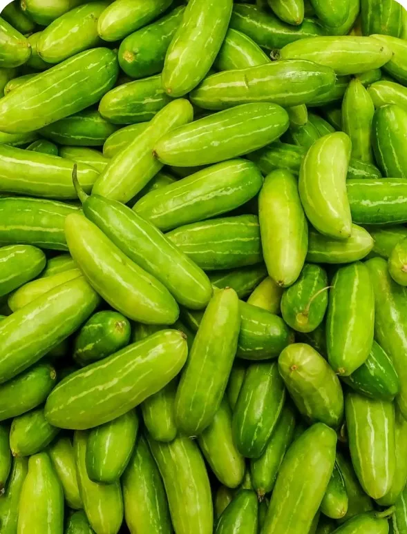 Tindora