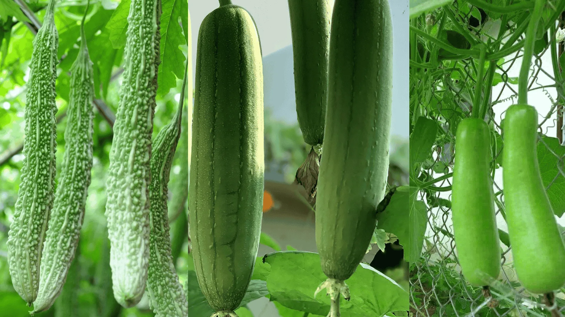Gourds